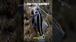 These Fish Climb Waterfalls 😱 #viralvideo #facts #trending#shorts #shortvideo #viral #viralshorts