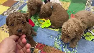 Red and Apricot Toy poodle puppies for sale in Michigan