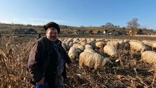 Oile Baciului NECULAE pe Tocătură.Nuseni .BN 