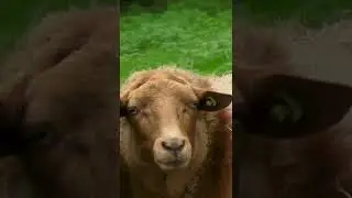 Sheep or Twins? Closer View