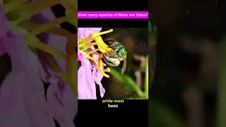 How many species of bees are there?