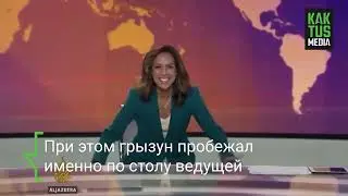 Крыса напугала ведущую Al Jazeera в прямом эфире