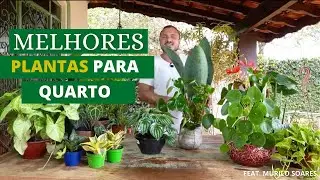PLANTAS DE QUARTO | COMO ESCOLHER A MELHOR OPÇÃO