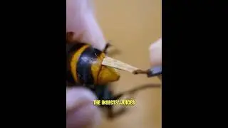 The Parasite That Lives in Wasps Will Shock You! 😱