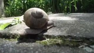 Little Colossus #littleanimals #animals #meditative #snail #documentary