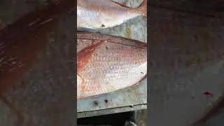 Pargo, pagar,  #breca#parguete, pargoxxl