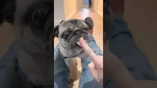 СЕКРЕТ собачьего счастья! 🤣 #мопс #шорты