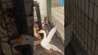 Tiger🐯 vs duck #shorts #youtubeshorts #tiger #duck #animals