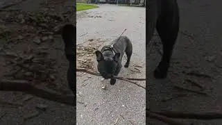 Niu Niu helping with clean up after the storm