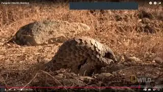 Long tongue of Pangolin & How CO2 affects population of Mozzies