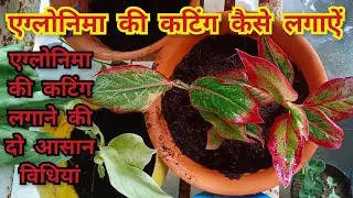 2 आसान विधियां aglaonema की कटिंग लगाने का | aglaonema plant cuttings propagation #aglaonema #plants