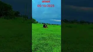 reels #reels video #reels viral #reelsbf #new reels #trending #trendingReels #trendingvideo#trending