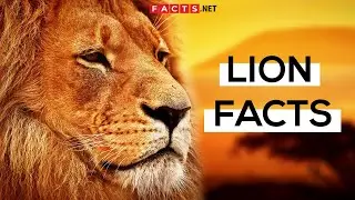 Roaring Lion Facts About The King Of The Jungle