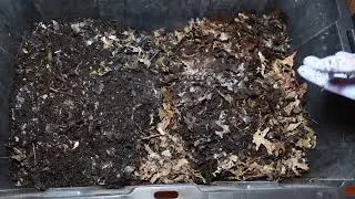 Worm Wednesday Feeding Natural Bedding Bin #gardeningwithbarchuckin #vermicomposting