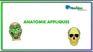 L'anatomie appliquée à l'esthétique et la coiffure