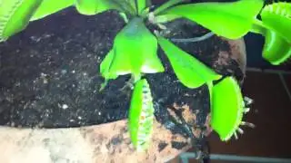 Carnivorous plant eats two bugs