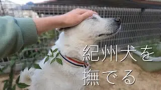 紀州犬を撫でる。