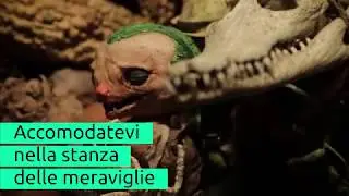 La wunderkammer di Stefano Bessoni