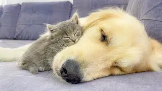 Gentle Golden Retriever and Tiny Kitten Share the Sweetest Bond Ever