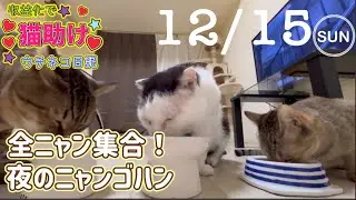 【保護猫🐾夜の癒し】３ニャンの可愛い夜ゴハンタイム癒しのほっこりディナー🐾2024/12/15  #猫 #保護猫