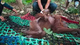 Tiny Orangutan Baby and Mother Rescued from Destroyed Rainforest