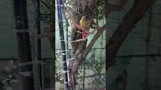 Colorful Companions: Conures & Blue Kakariki Birds in the Aviary