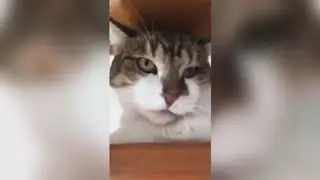 Perfectly Cut Scream Meme Compilation