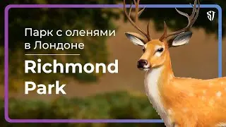 Парк с оленями в Лондоне - Richmond Park | Влог о жизни в Великобритании