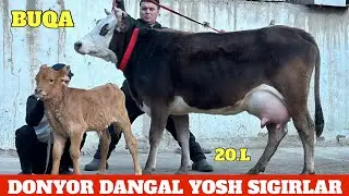 DONYOR DANGAL YONDIRDI CHEMPION SIGIRLAR NARXLAR SHOK ULGURIB QOLIN XALQIM