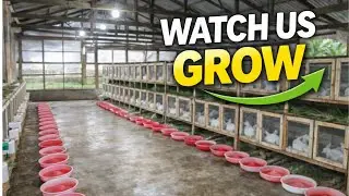 This Is How Our Rabbit Farm Is Growing