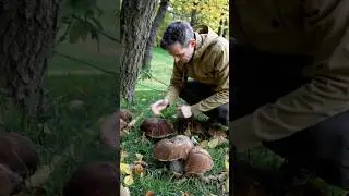 Grande funghi porcini 2025 #porcini #boletus #cepes #funghiporcini #mushroom
