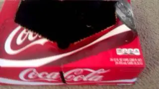 Cat and a coke box