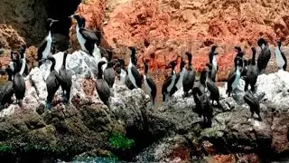   Islas Ballestas Hermosa experiencia (despidiendo Per&uacute;)