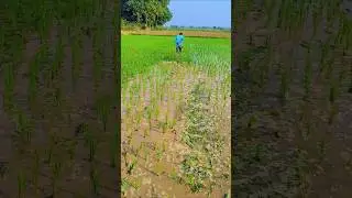 weeding in paddy crop #weeding #paddyfarming #paddyfarmers #rythubidda #agriculture #trending