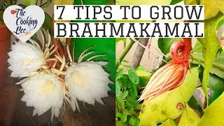 Grow brahmakamal with these 7 SIMPLE TIPS| Epiphyllum oxypetalum