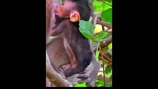 Very active newborn baby monkey #babymonkey #animals