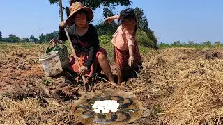 Thp Daily - New skill fishing mother and daugther catch fish, snail and egg in mud at rice field