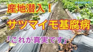 【激発地帯に潜入！】サツマイモ基腐病　The Sweet potato foot rot disease in Southern Japan: a field report.