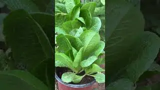 Мой растущий салат! 🥬 #сад #уменяестьстрастькрастениям #садоводство