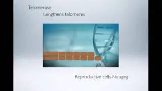 Anti-Aging through Telomere Support and Product B