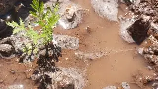 Artemisia annua - eine Pflanze gegen Krebs?