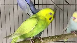 Quality Shipment came Alhamdulillah #rainbowbudgies 03472433231 WhatsApp 