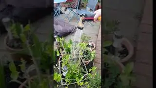 Crenova HN-05 Garden Hose Leaking