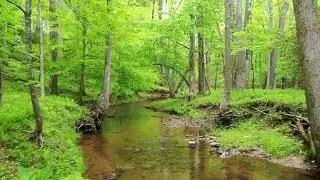 615 Utterback Store Rd Great Falls VA 5 acres with stream