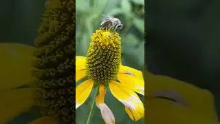 Honey Bee Pollinating Flower in Slow Motion Close-Up
