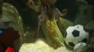 Psychic oracle World Cup Octopus Paul Retires with perfect record Spain Espa&ntilde;a.flv