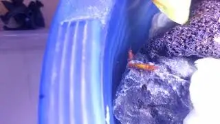Cherry Shrimps,  Aquascaping,  Aquarium,  water quality 