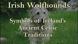 Irish Wolfhounds   Part 1: Symbols of Ireland's Ancient Celtic Traditions