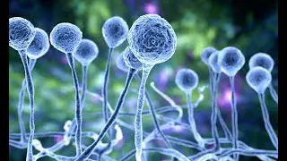 Mycoviruses and the Invisible World Within (4 Minutes)
