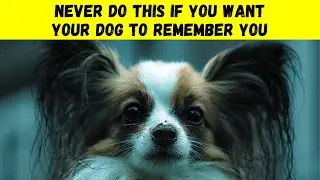 🔍 HOW LONG do dogs really remember their owners The ANSWER will SHOCK you!